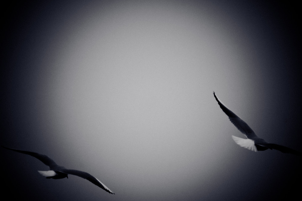 Seagulls Flying Over Sea. Black and white photo with film grain effect