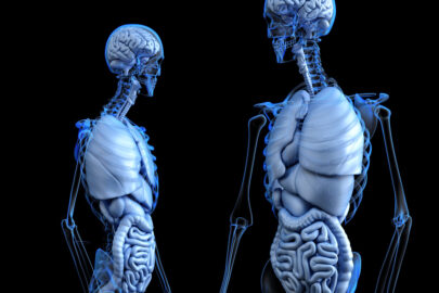 Anatomy of humane body - slon.pics - free stock photos and illustrations