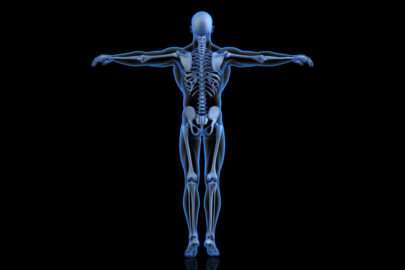 Human Skeleton. Back view - slon.pics - free stock photos and illustrations