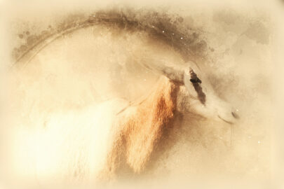 Oryx Scimitar portrait. Digital illustration - slon.pics - free stock photos and illustrations