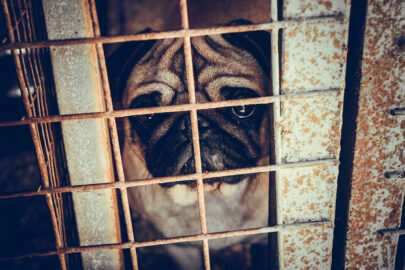 Sad dog in the shelter - slon.pics - free stock photos and illustrations