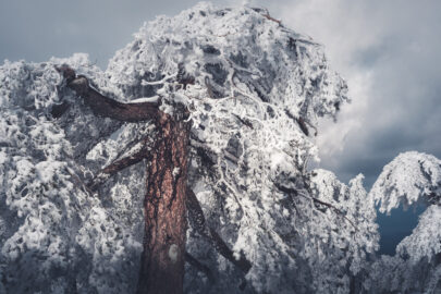 Snow Covered Pine - slon.pics - free stock photos and illustrations