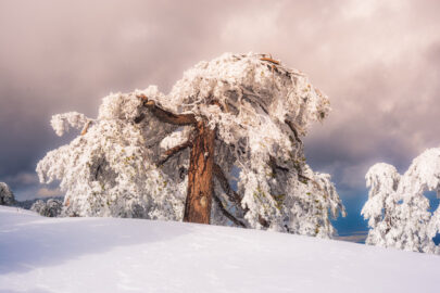 Winter scenery with snowy pine - slon.pics - free stock photos and illustrations