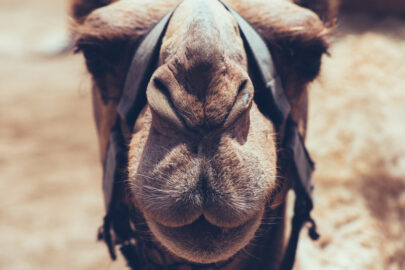 Camel face close-up - slon.pics - free stock photos and illustrations