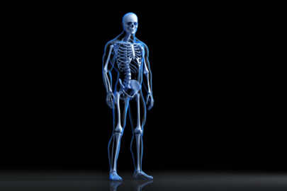 X-ray view of posing human skeleton. Anatomical 3D illustration - slon.pics - free stock photos and illustrations