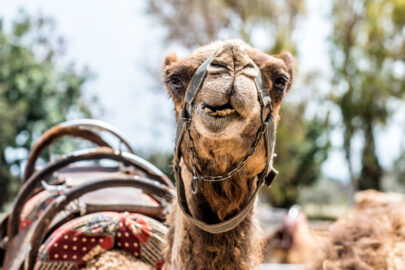 A curious camel - slon.pics - free stock photos and illustrations