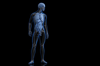 Anterior View of Human Body. 3D illustration - slon.pics - free stock photos and illustrations
