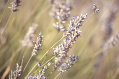Blooming leaning lavender - slon.pics - free stock photos and illustrations