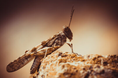 Brown grasshopper. Side view - slon.pics - free stock photos and illustrations