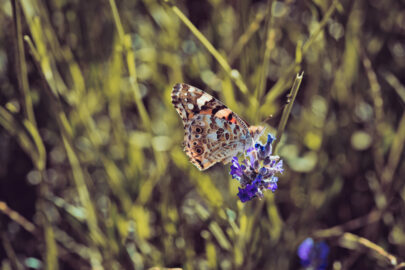 Butterfly perching on lavender spike in lawn - slon.pics - free stock photos and illustrations