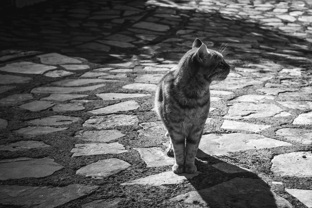 Cat walking alone on the village street