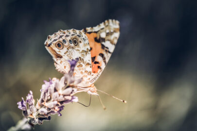 Close-up of butterfly on the purple lavender flower - slon.pics - free stock photos and illustrations