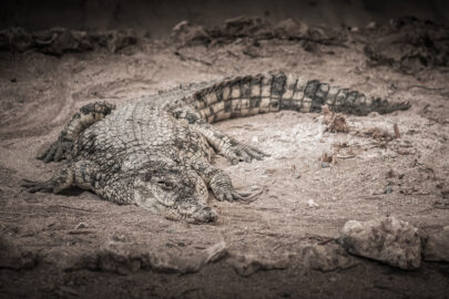 Crocodile basking in the sun - slon.pics - free stock photos and illustrations
