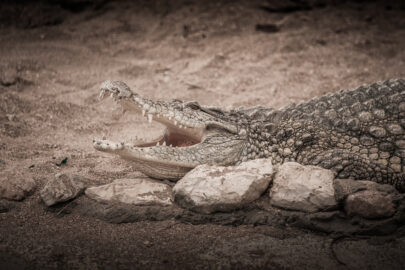 Crocodiles resting with open jaws - slon.pics - free stock photos and illustrations