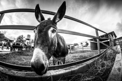 Donkey hang by a farm fence - slon.pics - free stock photos and illustrations