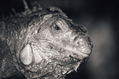 Iguana. Close-up portrait - slon.pics - free stock photos and illustrations