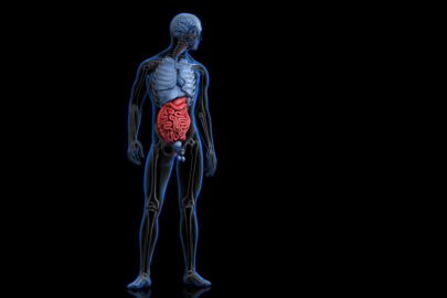 Illustration of human anatomy with highlighted digestive system. 3D illustration. Contains clipping path - slon.pics - free stock photos and illustrations