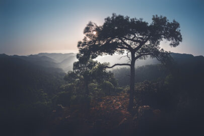 Pine on hilltop. Troodos mountains, Cyprus - slon.pics - free stock photos and illustrations