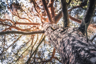 Pine tree trunk with bark closeup - slon.pics - free stock photos and illustrations