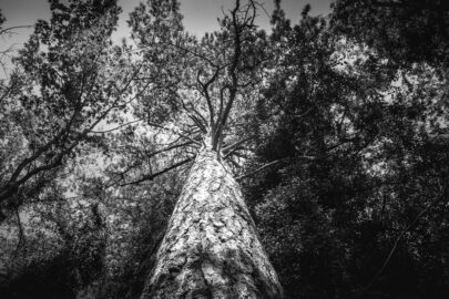 Pine. Black and white - slon.pics - free stock photos and illustrations