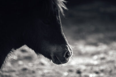 Portrait of a little shetland pony - slon.pics - free stock photos and illustrations