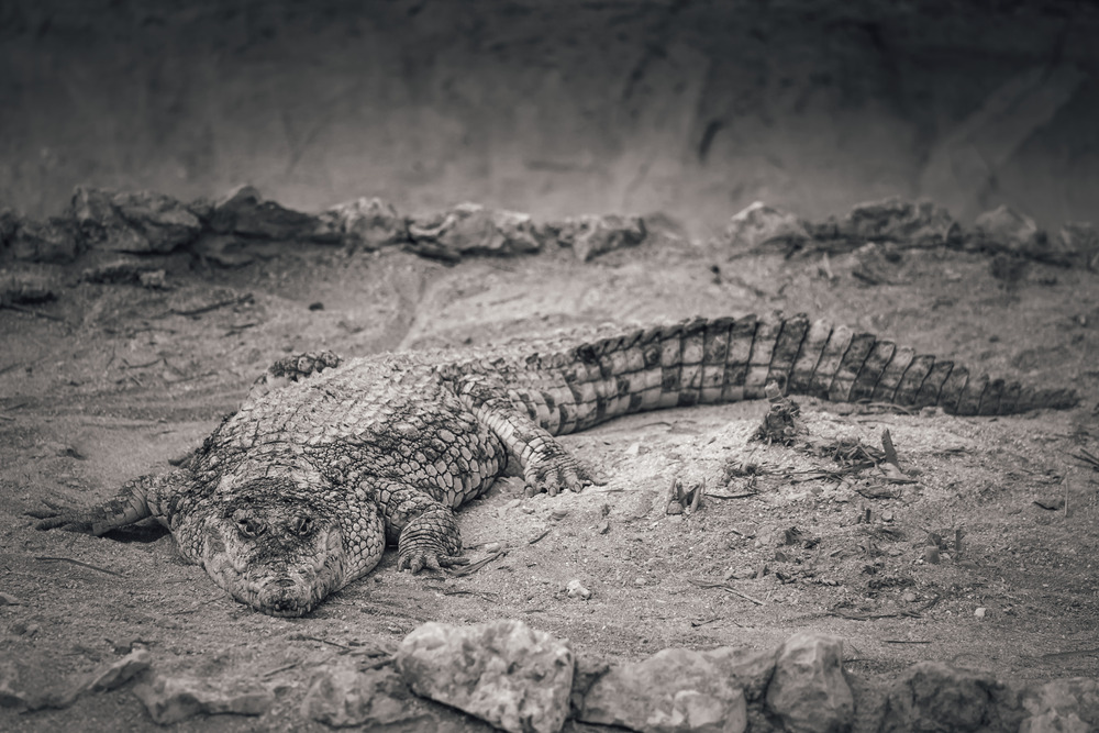 Resting crocodile