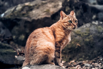 Wild cat in a forest - slon.pics - free stock photos and illustrations