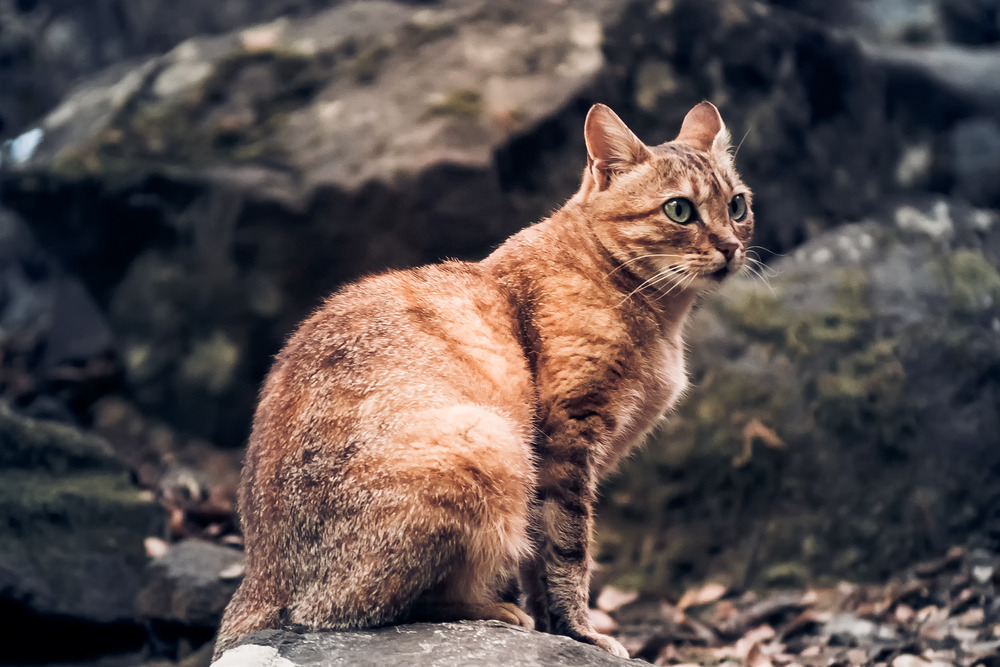 Wild cat in a forest