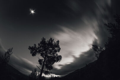 Windy night with silhouetted pine and stars - slon.pics - free stock photos and illustrations