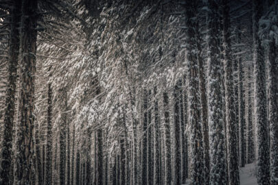 Winter forest - slon.pics - free stock photos and illustrations