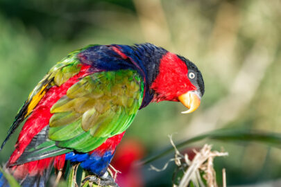 Black-capped lory - slon.pics - free stock photos and illustrations