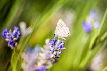 Butterfly amongst Lavender flowers and stalks - slon.pics - free stock photos and illustrations