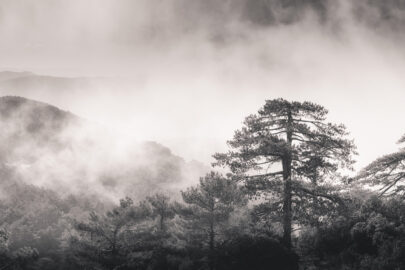 Fog mist rising through the pines - slon.pics - free stock photos and illustrations