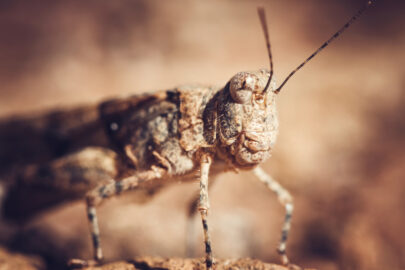 Grasshopper. Macro - slon.pics - free stock photos and illustrations
