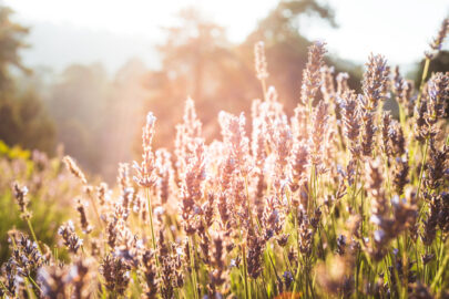 Lavender bush in the early morning light - slon.pics - free stock photos and illustrations