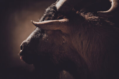 Domestic goat portrait - slon.pics - free stock photos and illustrations