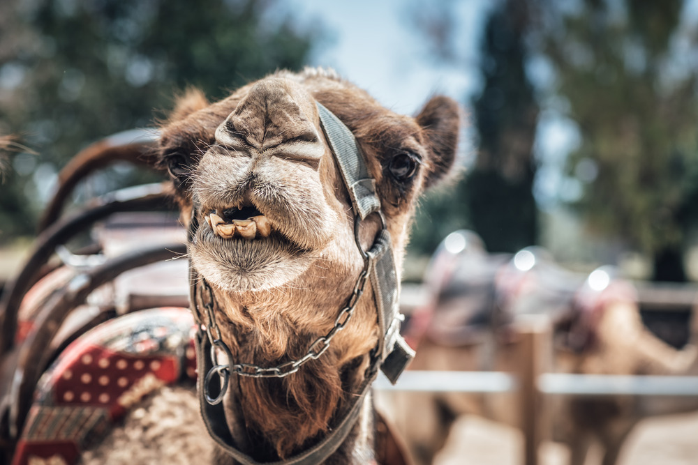 Close up of a Camel’s face