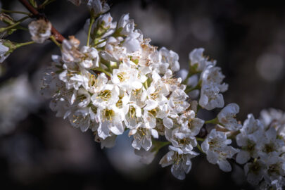 Branch of blossoming fruit tree - slon.pics - free stock photos and illustrations