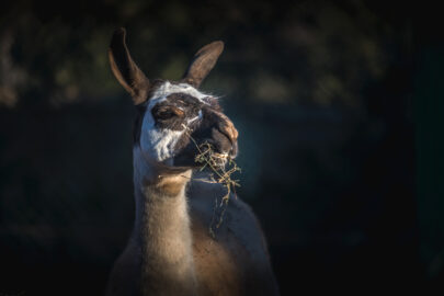 Chewing Llama - slon.pics - free stock photos and illustrations
