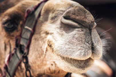 Close up of a Camel’s face - slon.pics - free stock photos and illustrations
