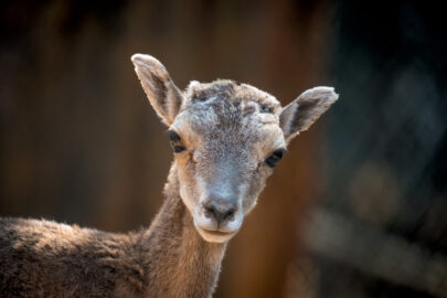 Mouflon ewe portrait - slon.pics - free stock photos and illustrations