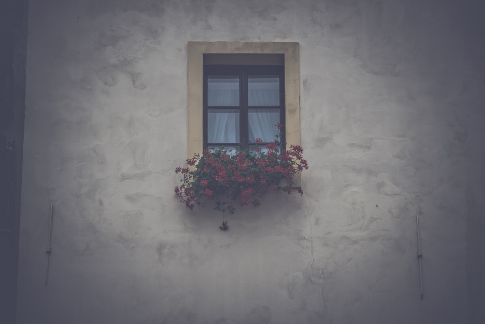 Window with flowers in box