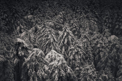 Winter Pine Trees - slon.pics - free stock photos and illustrations