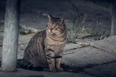 Cat on the street - slon.pics - free stock photos and illustrations