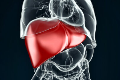 Human liver. 3D illustration - slon.pics - free stock photos and illustrations