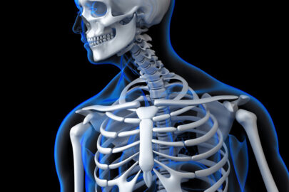 The human skeleton - slon.pics - free stock photos and illustrations
