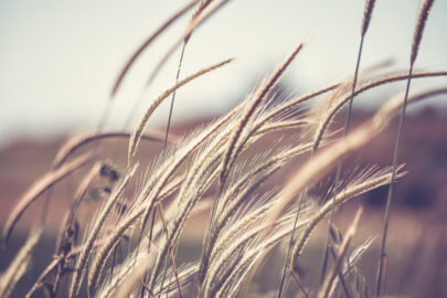 Wheat ear steams in natural backlit light - slon.pics - free stock photos and illustrations