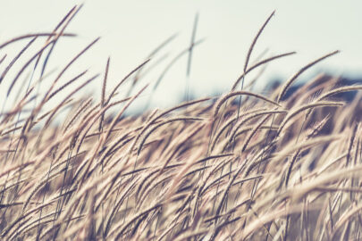 Field of Rye - slon.pics - free stock photos and illustrations