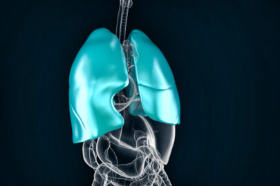 Healthy human lungs. Anatomical illustration - slon.pics - free stock photos and illustrations