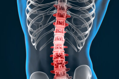 Highlighted spine - slon.pics - free stock photos and illustrations